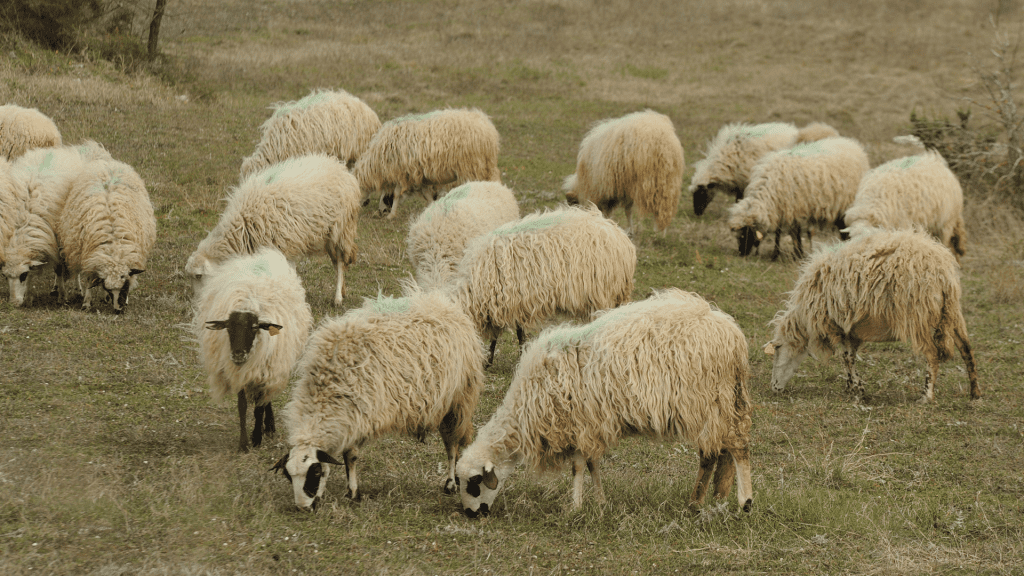 Hrabri psi i čobanin spriječili medvjeda da odnese ovcu na Durmitoru