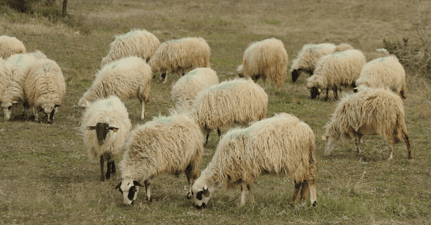Hrabri psi i čobanin spriječili medvjeda da odnese ovcu na Durmitoru