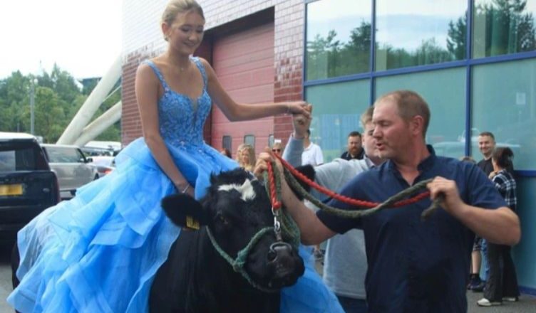 Djevojčica stigla na maturu jašući kravu: Oduševila je sve prisutne i postala hit na mrežama