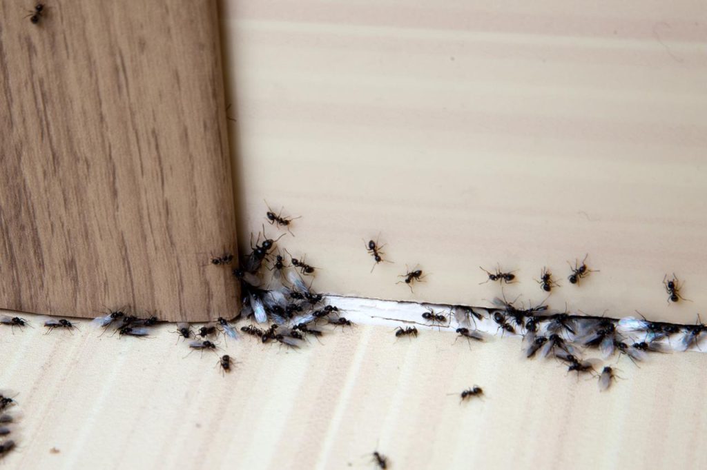 Imate problem s mravima u kući? Isprobajte ovaj trik s biberom i riješite ih se zauvijek
