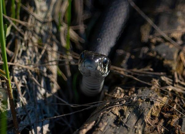 Ako vam se zmija približi, uradite ovo: Jednostavan trik koji je odmah otjera