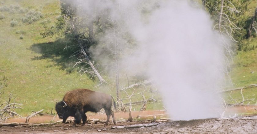 HOROR U YELLOWSTONE PARKU: Bizon upao u vreli gejzir i živ se skuhao pred očima turista!
