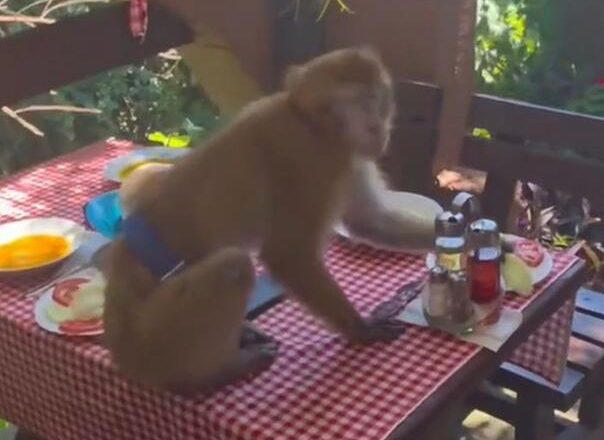 Majmun upao u restoran u Crnoj Gori i pojeo ručak turistima: Gosti ostali u šoku!