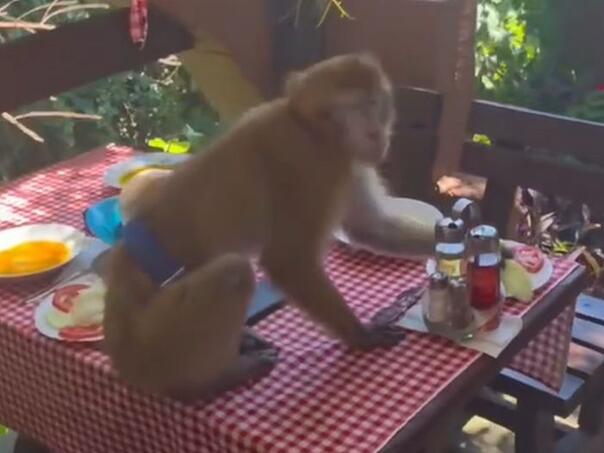 Majmun upao u restoran u Crnoj Gori i pojeo ručak turistima: Gosti ostali u šoku!