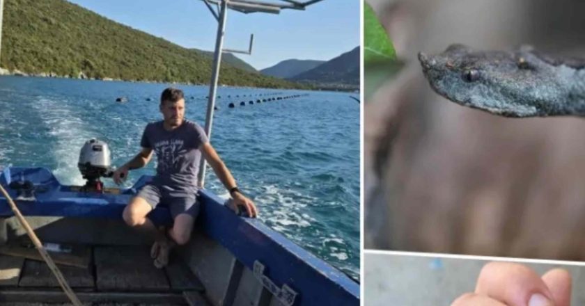 Mladić iz Hrvatske preživio tri ugriza poskoka: “Nastupila je panika, a onda i šok”