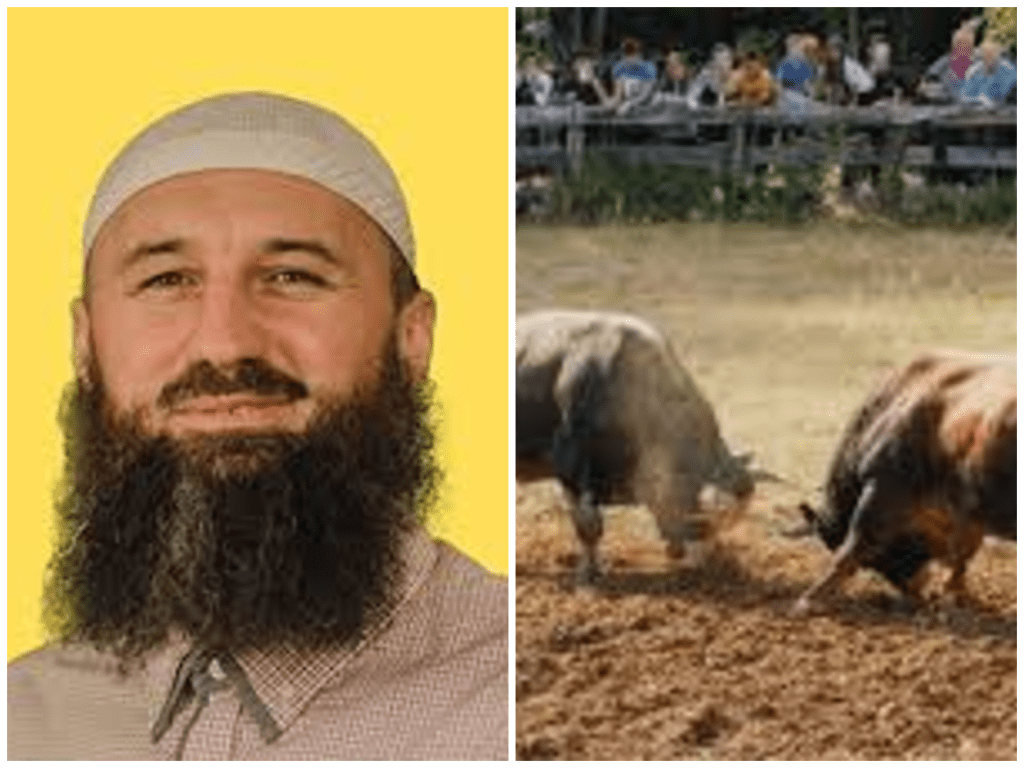 Hafiz Elvedin Pezić: Koride su zabranjene u islamu – mučenje životinja je haram