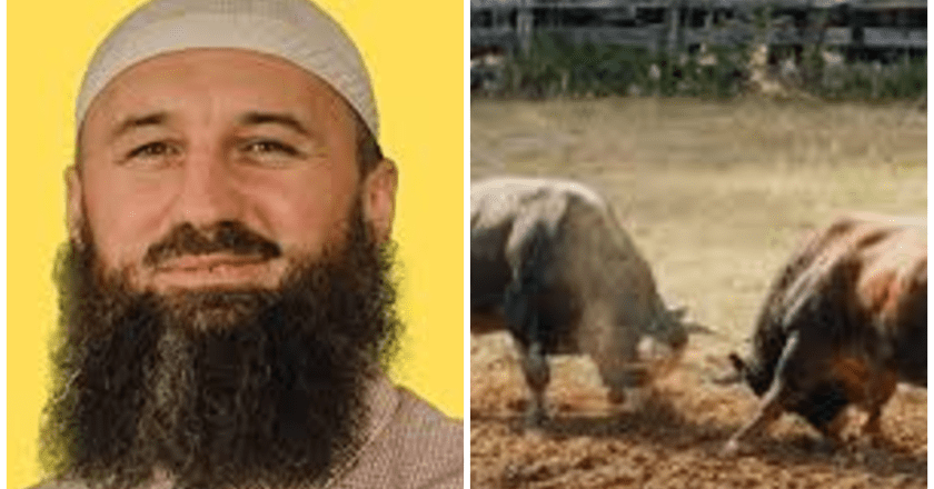 Hafiz Elvedin Pezić: Koride su zabranjene u islamu – mučenje životinja je haram