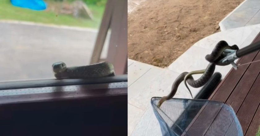 RENE BITORAJAC SPASIO ZMIJU KOJA MU JE POKUCALA NA PROZOR: “Kakav sam krotitelj”