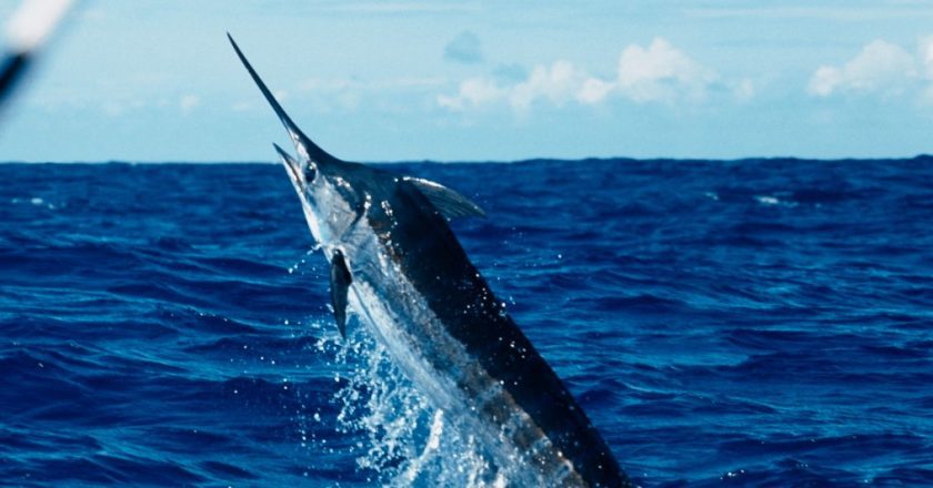 Ribar iz Louizijane proboden u vrat i lubanju od strane ribe teže od 27 kilograma