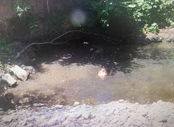 Uhapšen muškarac u Mionici zbog zlostavljanja životinja: Objavljivao snimke na društvenim mrežama