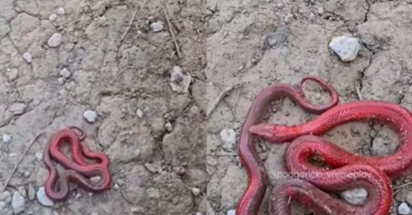 U Crnoj Gori snimljena misteriozna crvena zmija: “Nikada nismo vidjeli ništa slično”