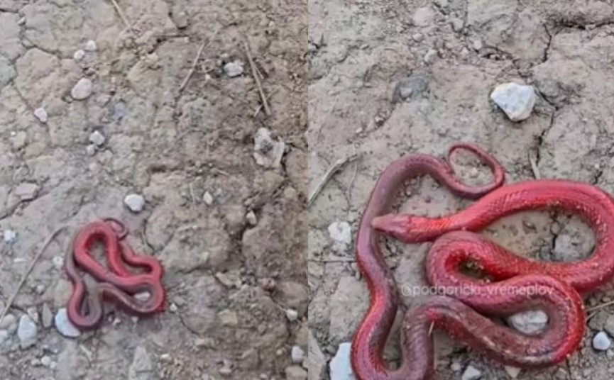 U Crnoj Gori snimljena misteriozna crvena zmija: "Nikada nismo vidjeli ništa slično"