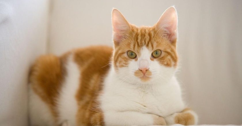 Nestali mačak Mojmilo: Obitelj nudi nagradu od 1000 eura za povratak ljubimca