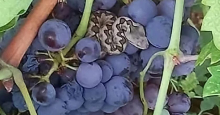 Zamal’ ga nije ujela!