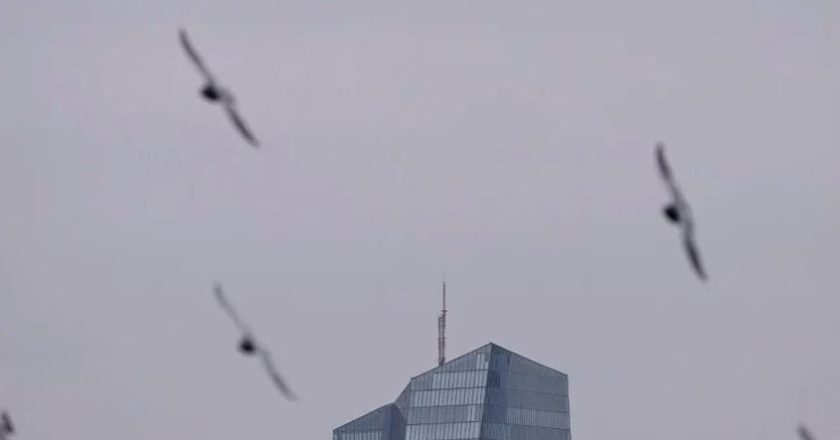 Horor u Njemačkoj: Ptice padaju s neba