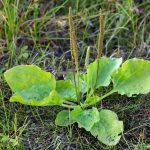 Ova biljka rješava sve: Kašalj, gastritis, probavu, rane, čak i ovisnost o nikotinu