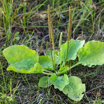 Ova biljka rješava sve: Kašalj, gastritis, probavu, rane, čak i ovisnost o nikotinu