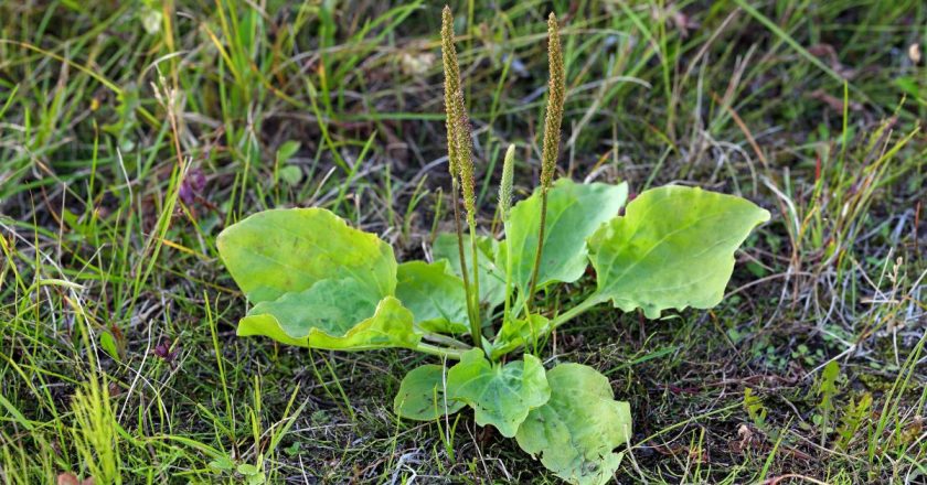 Ova biljka rješava sve: Kašalj, gastritis, probavu, rane, čak i ovisnost o nikotinu