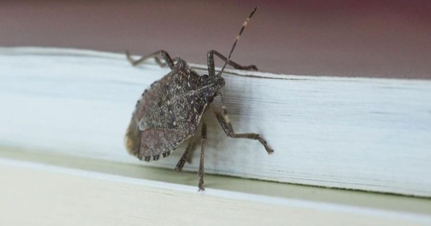 Najezda smrdibuba u BiH: Znate li kako ih se riješiti?