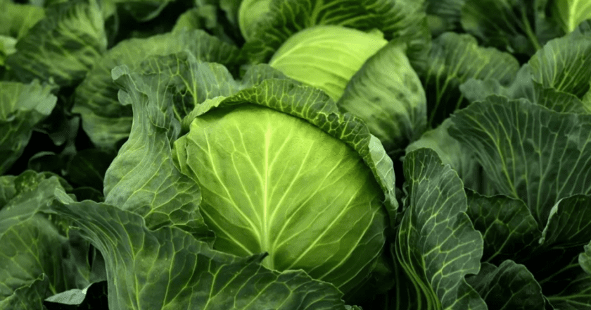 Državljanin BiH zbog kupusa platio kaznu od 1.400 KM na granici s Hrvatskom