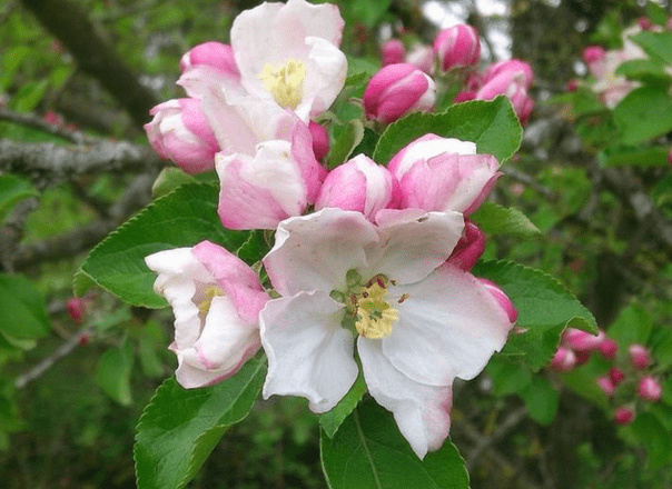 Jabuka procvjetala u oktobru