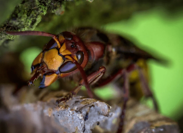 Šesteročlana porodica otrovana ugljen monoksidom, stršljeni začepili dimnjak
