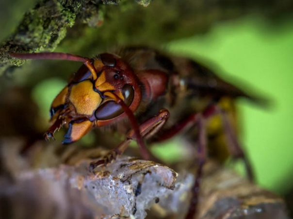 Šesteročlana porodica otrovana ugljen monoksidom, stršljeni začepili dimnjak
