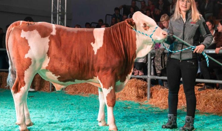 Aukcija u Njemačkoj oborila rekorde: Bik prodat za 146.000 eura