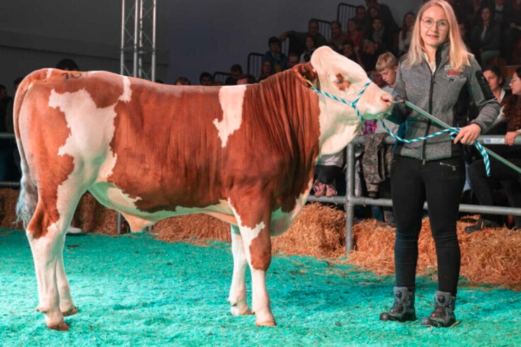 Aukcija u Njemačkoj oborila rekorde: Bik prodat za 146.000 eura