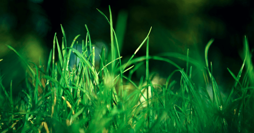 Naučnici stavili travu pod mikroskop i zapanjili se onim što su vidjeli (VIDEO)
