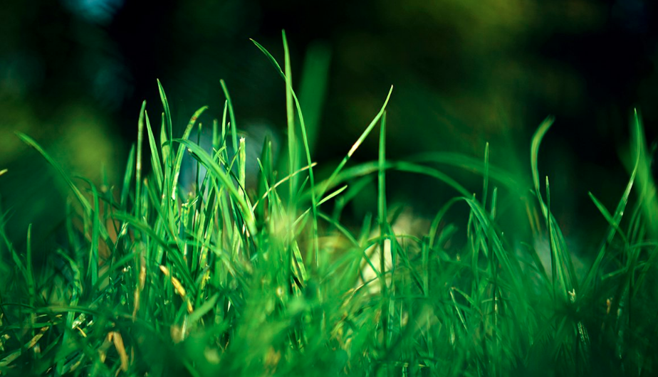 Naučnici stavili travu pod mikroskop i zapanjili se onim što su vidjeli (VIDEO)