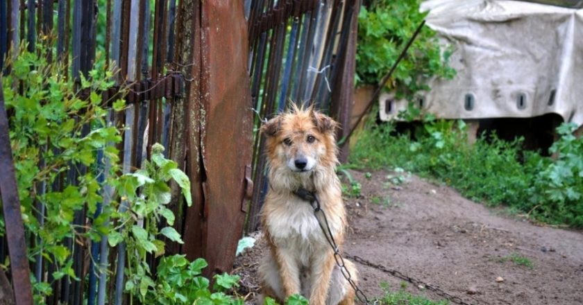 VAŽI OD DANAS: Koga uhvate da je psa vezao na lancu kaznit će do tri hiljade km