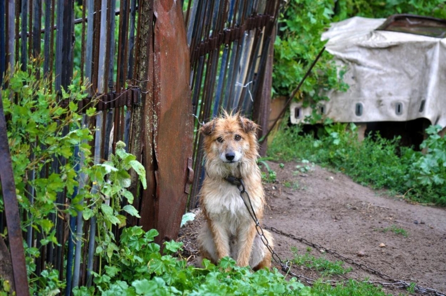 VAŽI OD DANAS: Koga uhvate da je psa vezao na lancu kaznit će do tri hiljade km