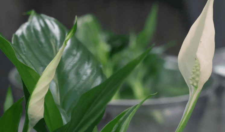 Ova biljka kupi svu vlagu i buđ iz kuće