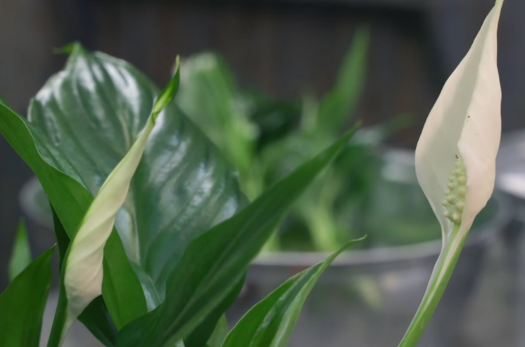 Ova biljka kupi svu vlagu i buđ iz kuće