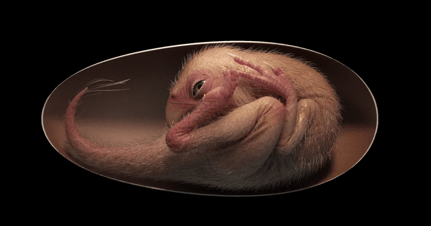 Savršeno očuvan embrij dinosaurusa pronađen u fosiliziranom jajetu