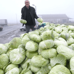 Ogorčeni ratar podijelio 10 tona kupusa: “Plače mi se od muke”