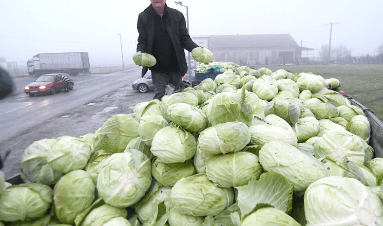 Ogorčeni ratar podijelio 10 tona kupusa: “Plače mi se od muke”
