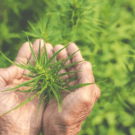 Velika promjena u BiH: Vijeće ministara odobrilo medicinsku upotrebu kanabisa