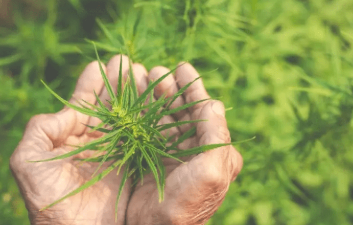 Velika promjena u BiH: Vijeće ministara odobrilo medicinsku upotrebu kanabisa
