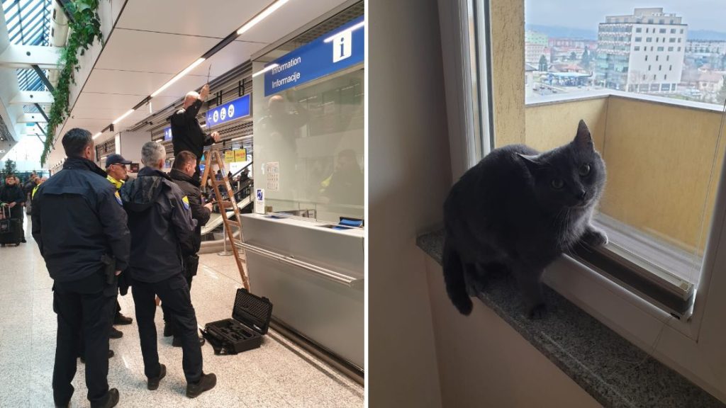 Drama na sarajevskom aerodromu: Putnici nestala mačka tokom sigurnosne kontrole, propao joj let za Njemačku