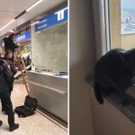 Drama na sarajevskom aerodromu: Putnici nestala mačka tokom sigurnosne kontrole, propao joj let za Njemačku