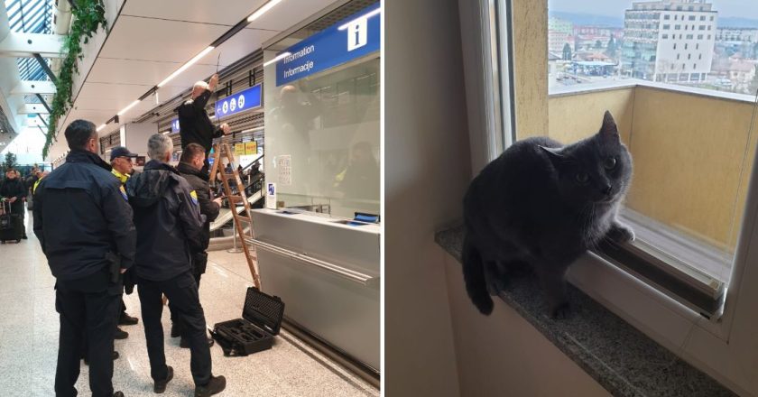 Drama na sarajevskom aerodromu: Putnici nestala mačka tokom sigurnosne kontrole, propao joj let za Njemačku