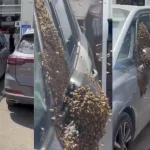 Haos u Izraelu: Desetine hiljada pčela preplavilo grad, vlasti izdale hitno upozorenje