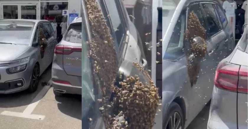 Haos u Izraelu: Desetine hiljada pčela preplavilo grad, vlasti izdale hitno upozorenje